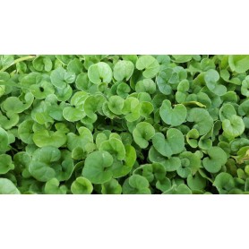 DICHONDRA REPENS SEEDS FOR LAWN Dwarf TURF WITHOUT CUT GR. 100