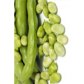 BEAN SEEDS FOR SEEDS SUPER AGUADULCE GR. 500