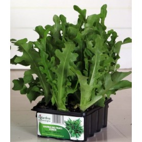 GREEN LETTUCE BEARD OF FRIARS, TRAY OF 12 SEEDS