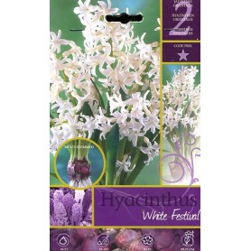 HYACINTHUS WHITE FESTIVAL FLOWER BULBS N. 2