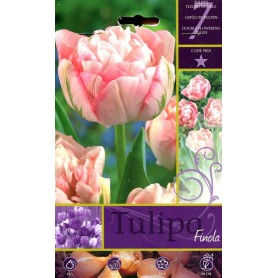 FINOLA TULIP FLOWER BULBS N. 7
