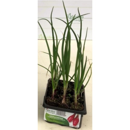 LONG RED ONION OF TROPEA TRAY OF 12 SEEDS
