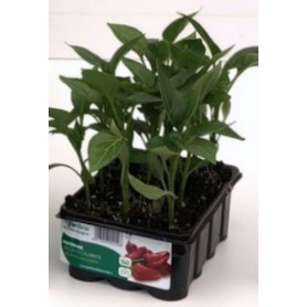 CALABRIAN SPICY PEPPER TRAY OF 12 PLANTS