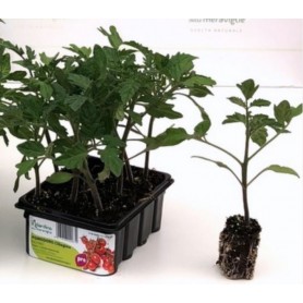 PACHINO TOMATO SEEDLINGS DETERMINED PLANT TRAY OF 12 SEEDS