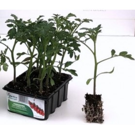 HIGH DATTERINO TOMATO, TRAY OF 12 SEEDS