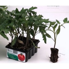 SMOOTH ROUND TOMATO EMPIRE DETERMINED PLANT TRAY OF 12 SEEDS