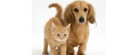 Pet cats and dogs